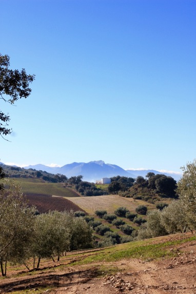 The endless Olive Groves