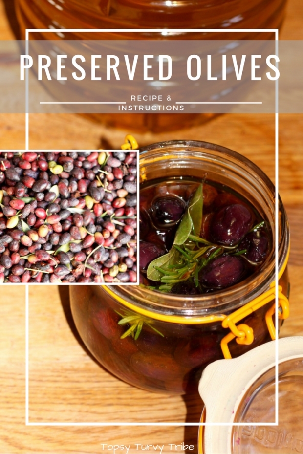How to Preserve Olives in Oil, Recipe & Instructions by Topsy Turvy Tribe