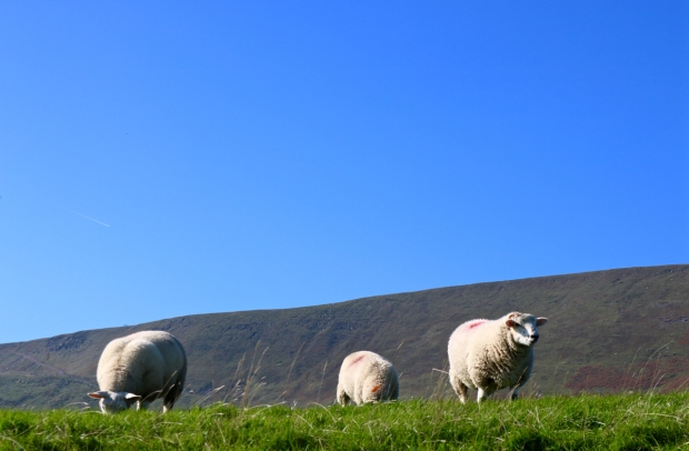 Sheep, Pendle, Lancashire, England, TopsyTurvyTribe